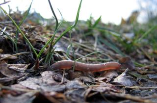 Учёные из Института Стоуэрса выяснили, как стволовые клетки управляют регенерацией — Санчес Альварадо
