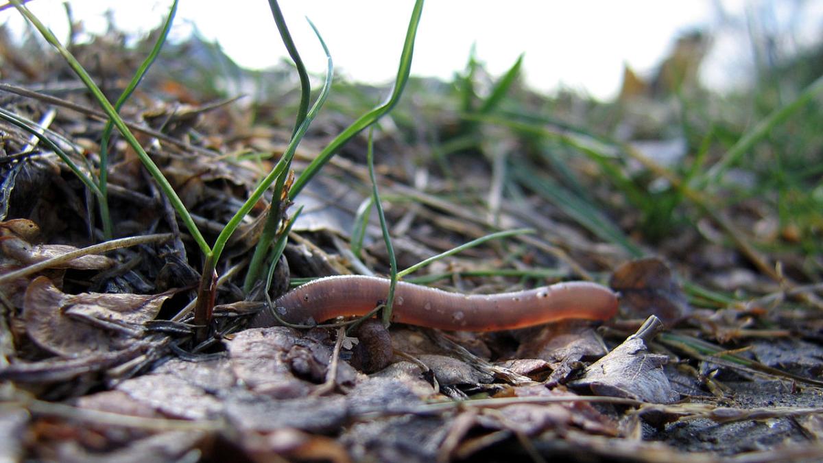 Червь Червь