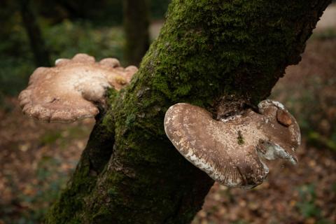 В Чувашии зимой собирают лисички и опята — Ластухин