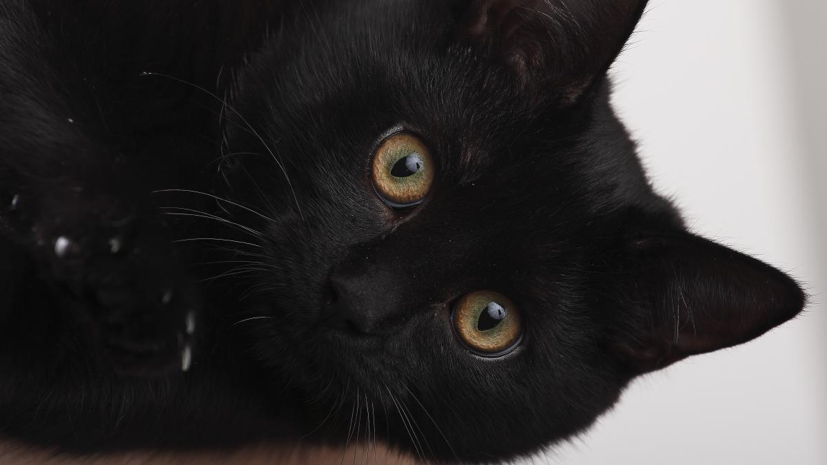 Черный кот Черный кот