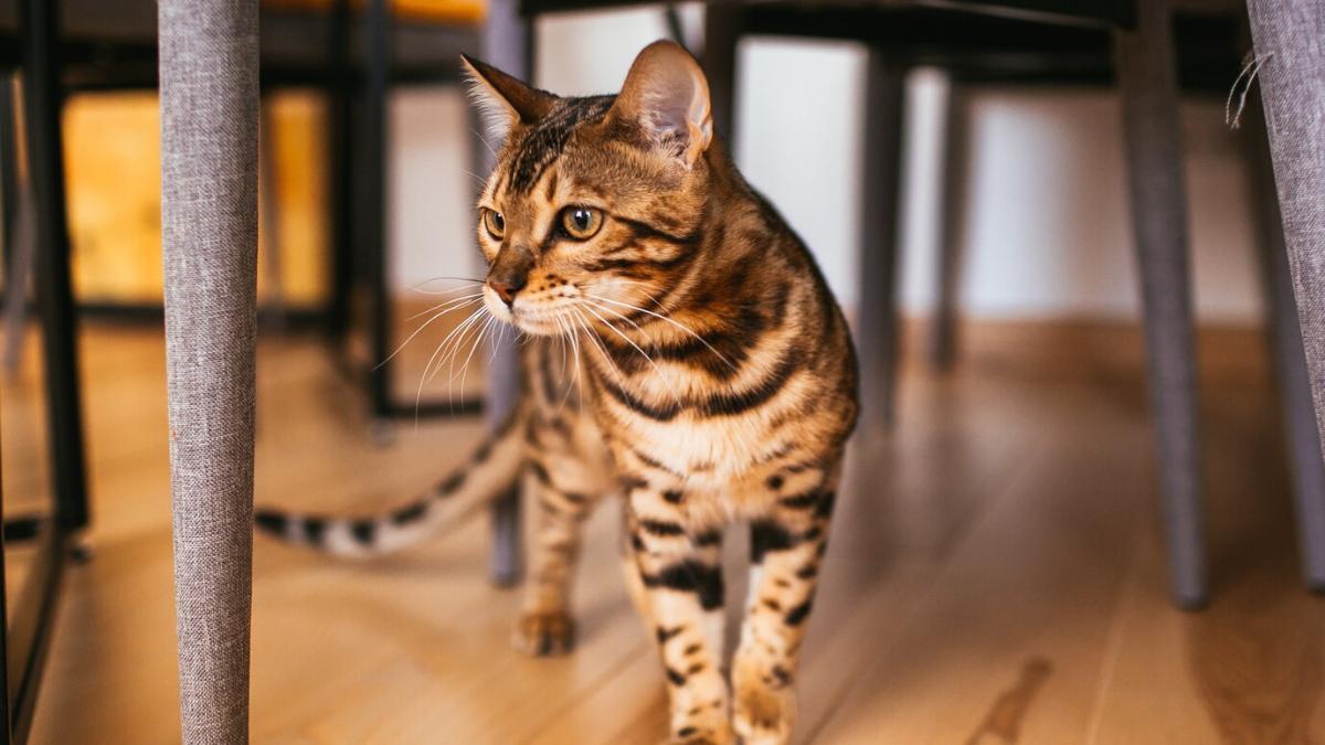 бенгальская кошка