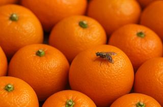 Цитрусовая кожура улучшает почву и питание растений — агроном Мария Лебедева