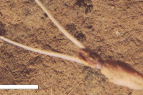 Неизвестный вид кальмара обнаружили в зоне добычи полезных ископаемых — Мехия-Саенс