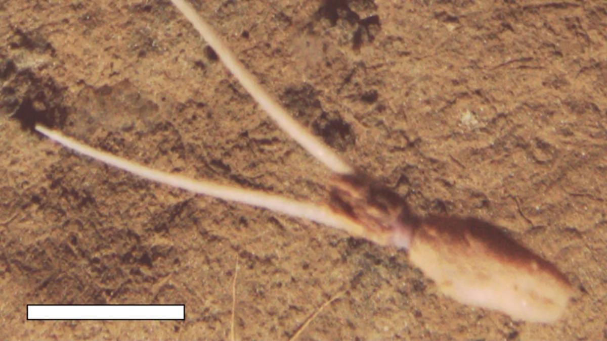 Неизвестный вид кальмаров притворяется растением