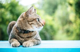 Тихий часовой у порога: природные сенсоры кошки собирают сигналы возвращения хозяина