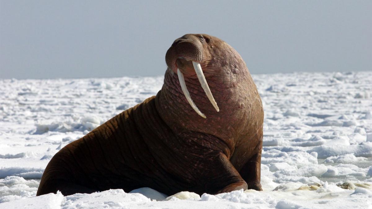 Морж