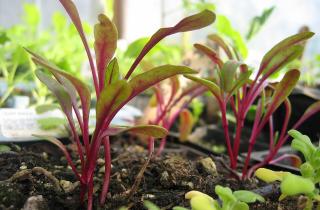 Свёкла даёт ранний урожай при мартовском посеве в прохладную почву — агрономы