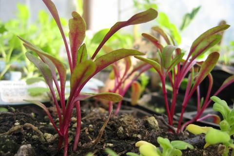 Свёкла даёт ранний урожай при мартовском посеве в прохладную почву — агрономы