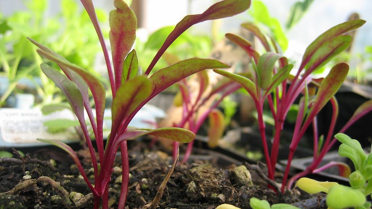 Ростки свеклы