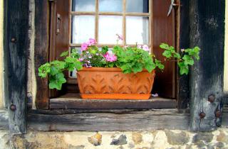 Растения выглядят живыми, но не растут — мелкая ошибка до посадки запускает цепочку проблем