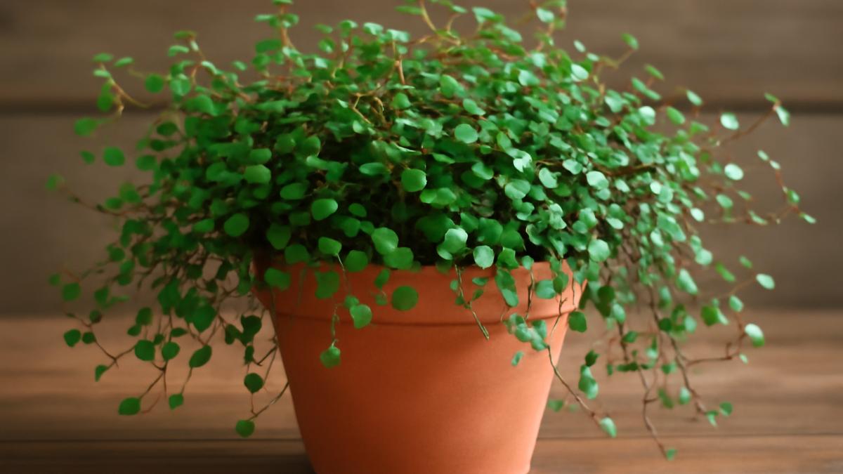 Мюленбекия в горшке