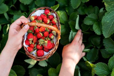 Учёные: минеральные удобрения осенью повышают урожай клубники на 40 %