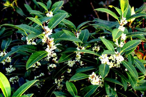 Осенняя обрезка османта вызывает пробуждение слабых побегов — ботаники