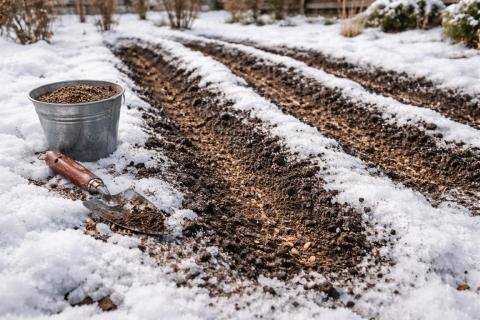 Тёмный шнур вокруг всходов снижает риск инея в морозные ночи — 20minutes