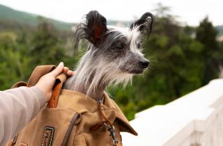 Ветеринары назвали породы собак, которые чаще мёрзнут осенью — левретка, чихуахуа и уиппет