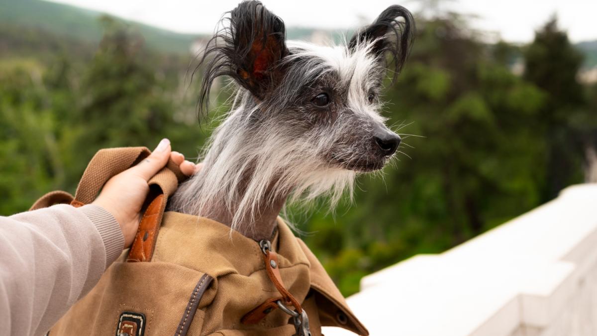 Китайская хохлатая Китайская хохлатая