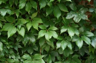 Соседство винограда и петрушки улучшает качество почвы и снижает риски заражения — ТУТ НОВОСТИ