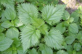 Крапива превращается в мощное удобрение и биостимулятор для садоводов — агроном