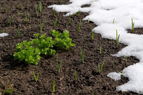 Плотная посадка многолетников лишает сорняки света и места — House Digest