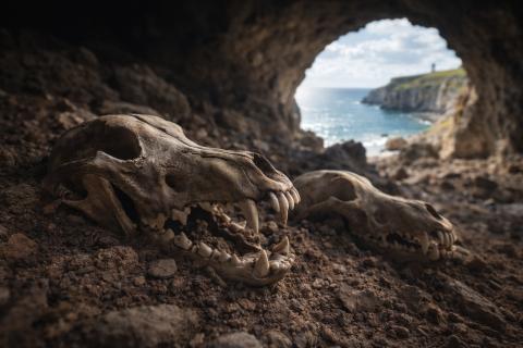 Генетический анализ показал отсутствие одомашнивания у древних волков — National Geographic