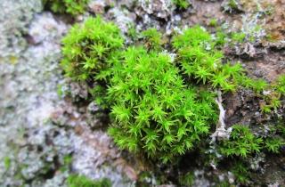 Зелёная подушка у ствола душит корни — садоводы нашли способ без химии