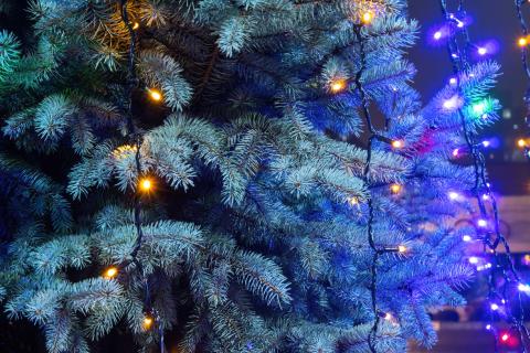 Клещи проникли в квартиры с живыми елями зимой — Baza