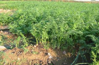 Севооборот для моркови сохраняет урожайность и предотвращает накопление болезней в почве — агрономы