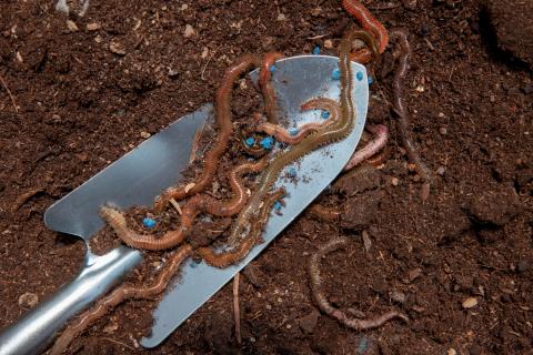 Компостные черви улучшают структуру почвы и способствуют росту растений без химии — Николай Курдюмов Компостные черви улучшают структуру почвы и способствуют росту растений без химии — Николай Курдюмов