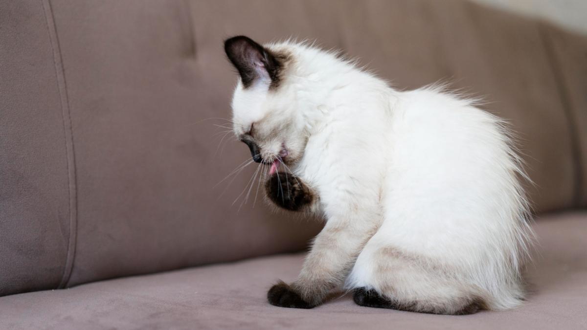 Кошка вылизывается Кошка вылизывается
