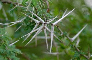 Акация зонтичная растёт во время засухи вопреки природе — Джеймс Пиз