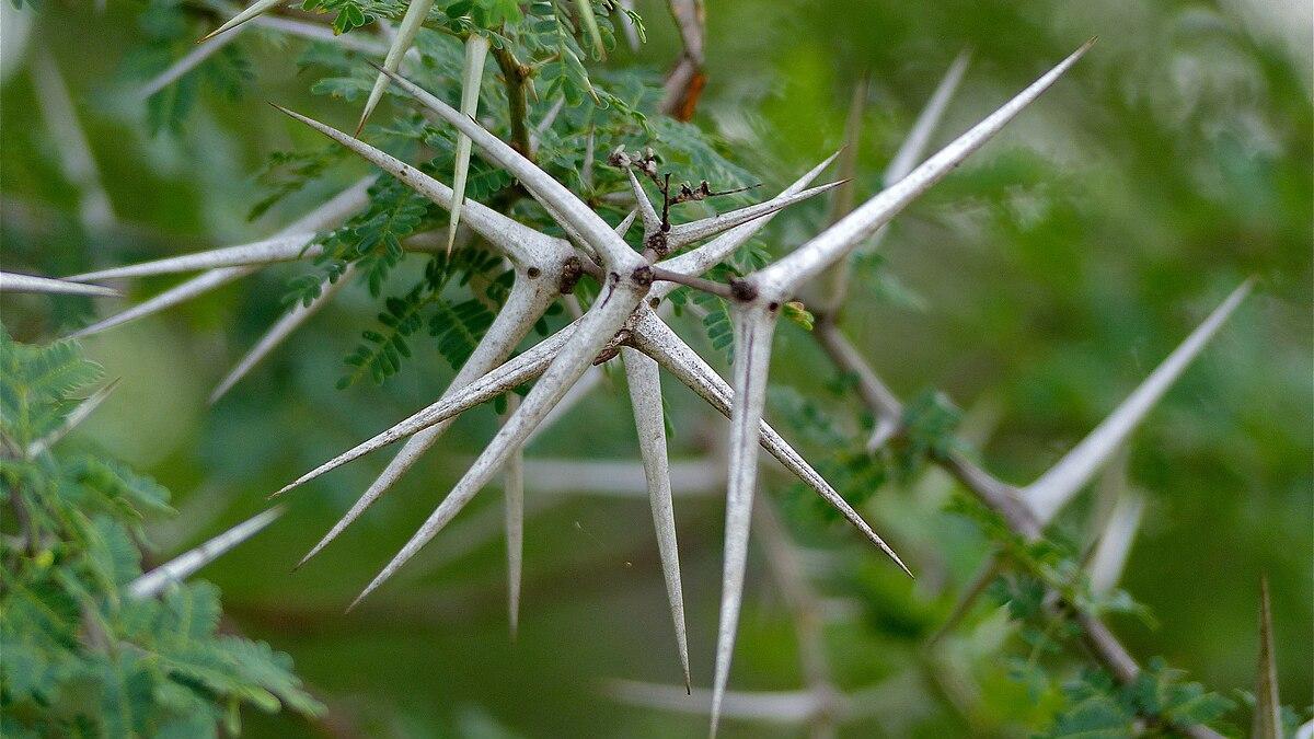 Акация колючая