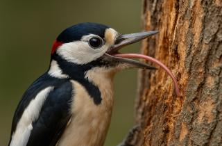 Дятлы выдерживают удары до 400 g благодаря синхронизации дыхания — Николас Антонсон