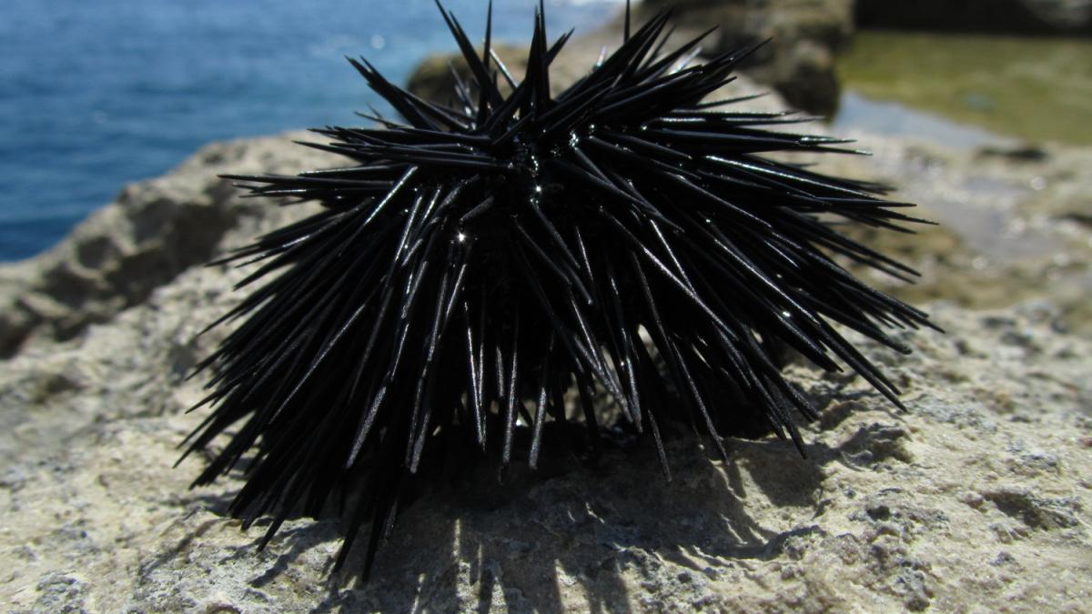 Морской еж