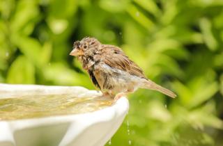 Каменная птичья ванна служит десятилетиями благодаря высокой прочности — садоводы