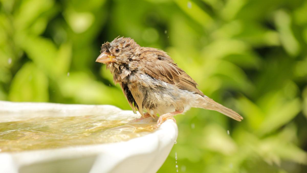 Птица на фонтане