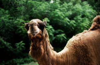 99,9 % видов не выжили бы: эти животные спокойно переносят экстремальный холод и жару