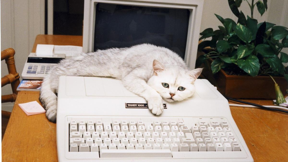 Белый кот Белый кот