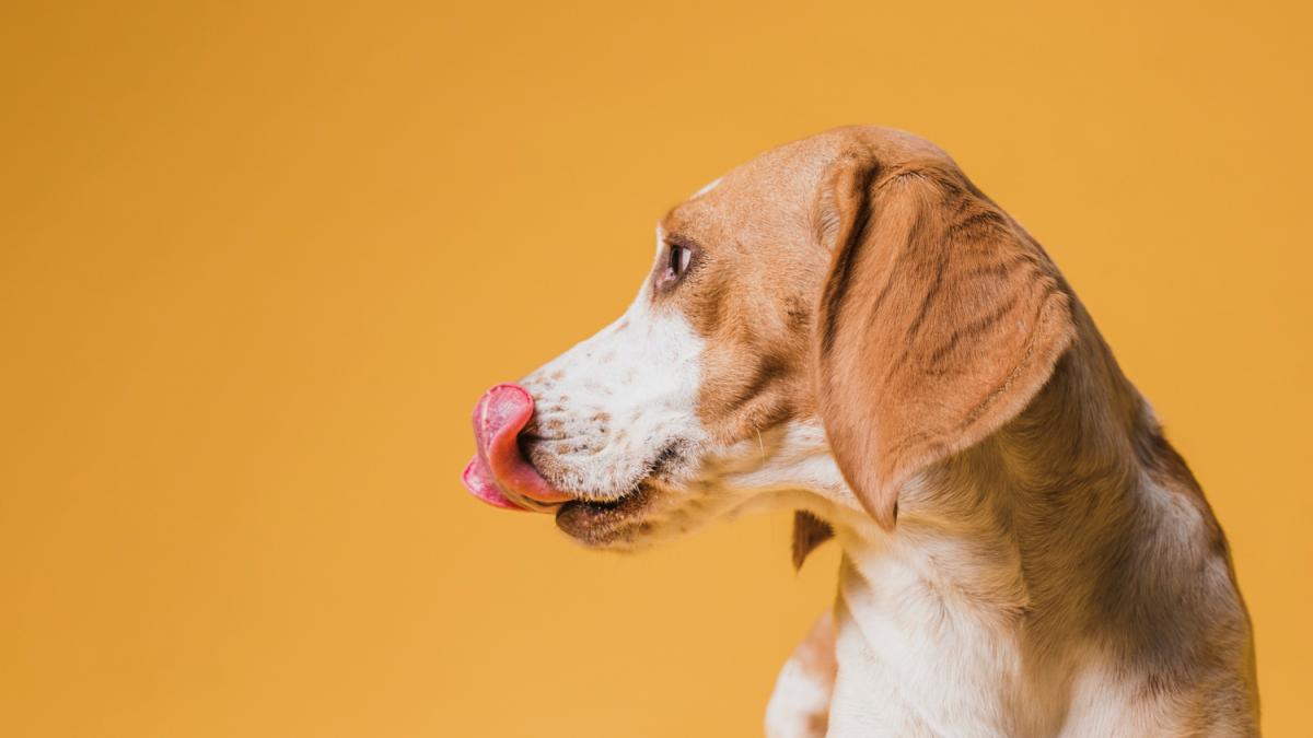 Рыжая собака