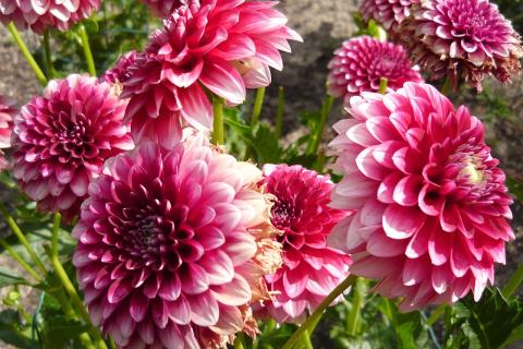 Своевременное выкапывание георгин обеспечивает их цветение весной