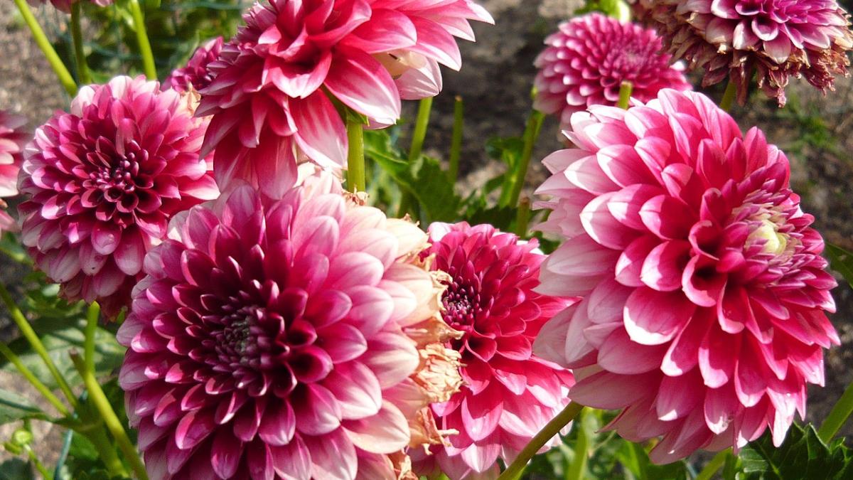 Георгины Георгины