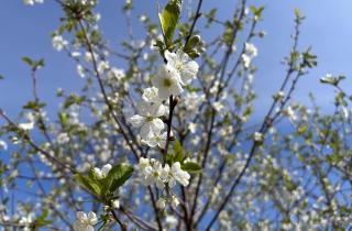 Обрезка вишни осенью продлевает жизнь дереву и повышает урожай — Андрей Лаптев