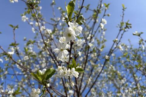 Обрезка вишни осенью продлевает жизнь дереву и повышает урожай — Андрей Лаптев