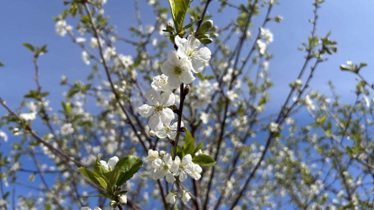 Цветущая вишня