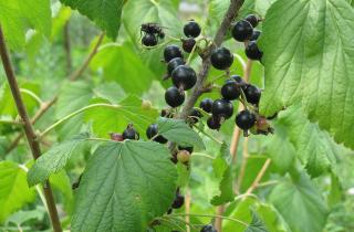 Осенняя подкормка смородины фосфором и калием усиливает корневую систему — Сергей Иванов