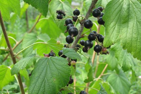 Осенняя подкормка смородины фосфором и калием усиливает корневую систему — Сергей Иванов