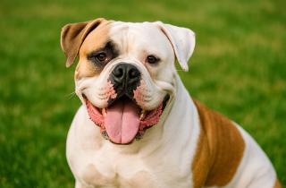 Собака мечты для интроверта: эти породы выберут тишину вместо приключений