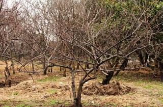 Почки набухли на деревьях в Москве и регионах России сегодня — SHOT