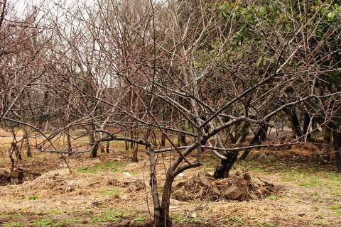 Почки набухли на деревьях в Москве и регионах России сегодня — SHOT