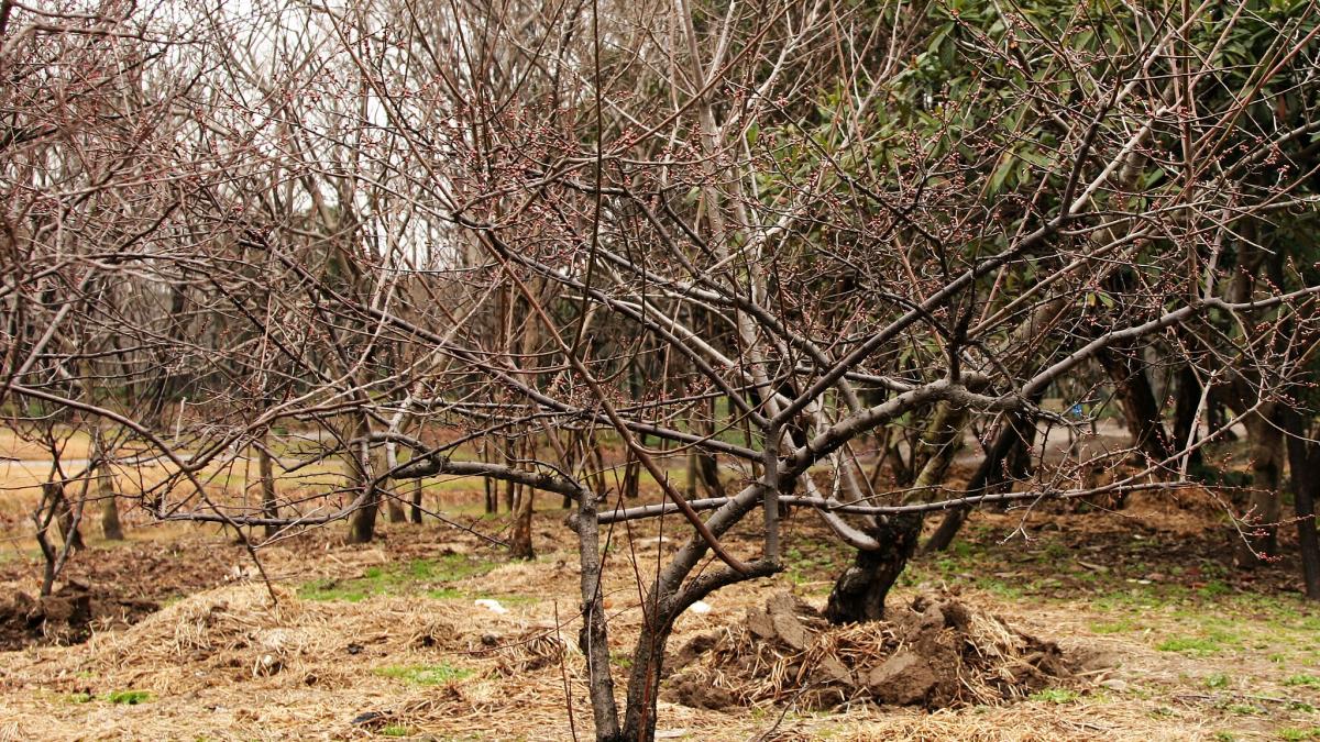 плодовые деревья