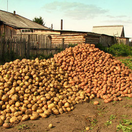 Ученые разработали картофель, который обладает высокой устойчивостью к засухе и паразитам